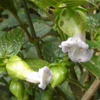 Strobilanthes lupulina Nees